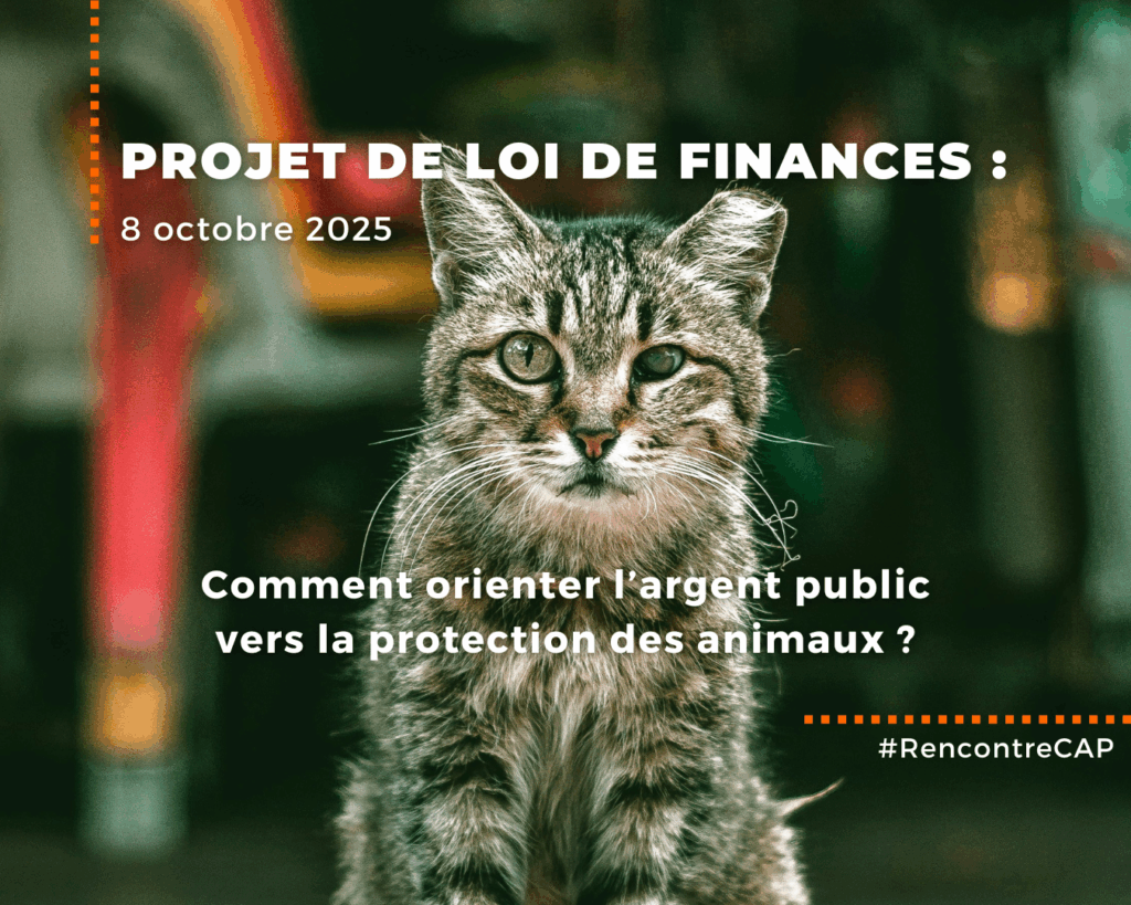 Rencontre CAP du 8 octobre 2025 : Projet de loi de Finances, comment orienter l’argent public vers la protection des animaux ?