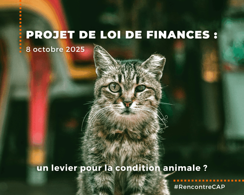 Rencontre CAP du 8 octobre 2025 : Projet de loi de Finances, un levier pour la condition animale ?