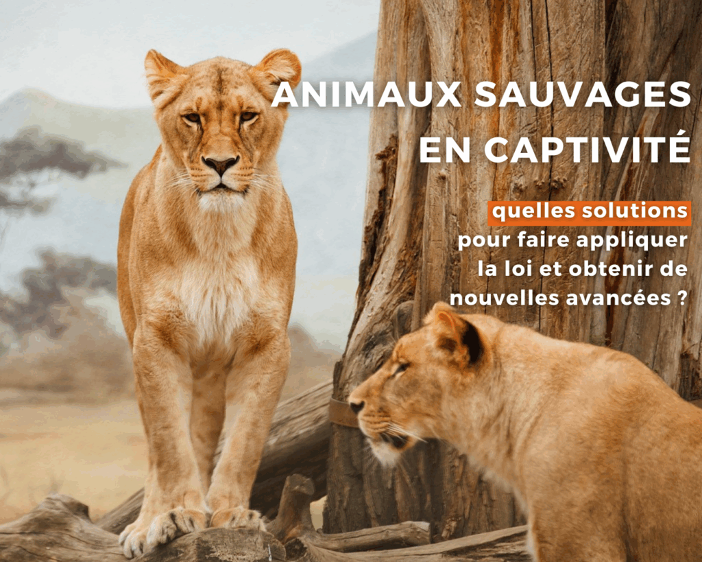 Rencontre CAP du 18 juin 2025 : quelles solutions pour la faune sauvage captive ?