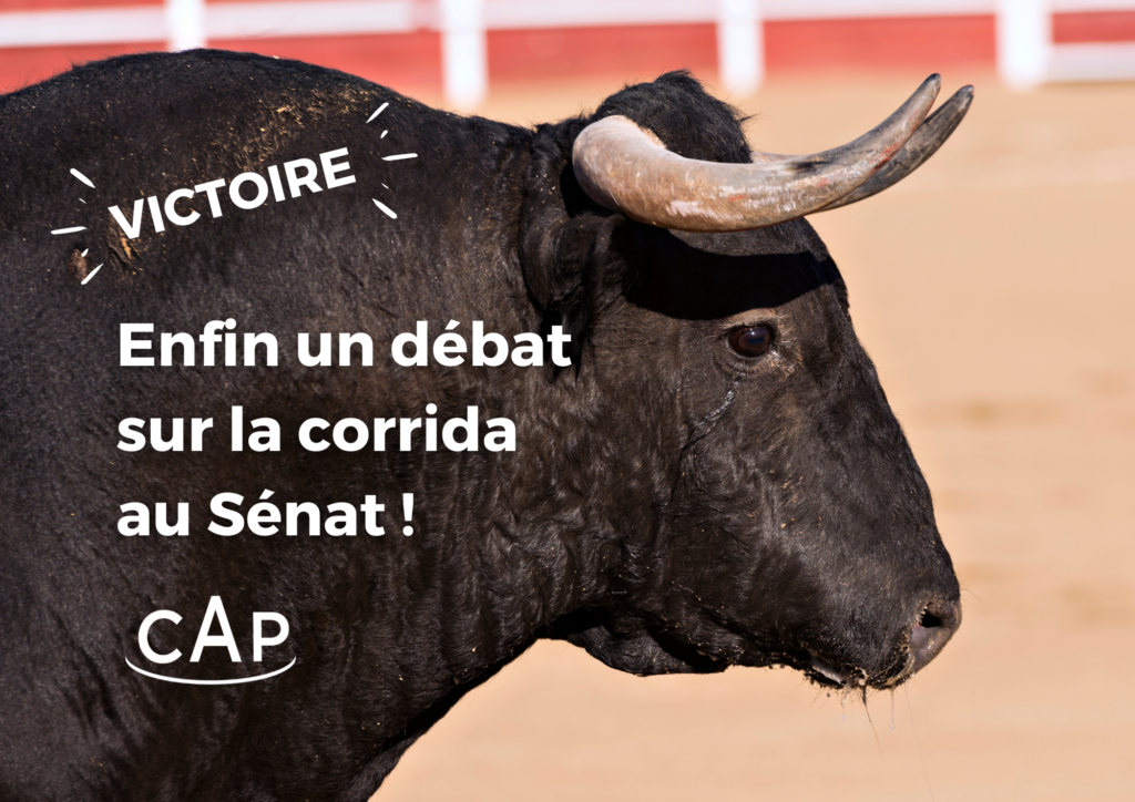 Victoire au Sénat : une proposition de loi sur la corrida débattue pour la première fois dans l’hémicycle !