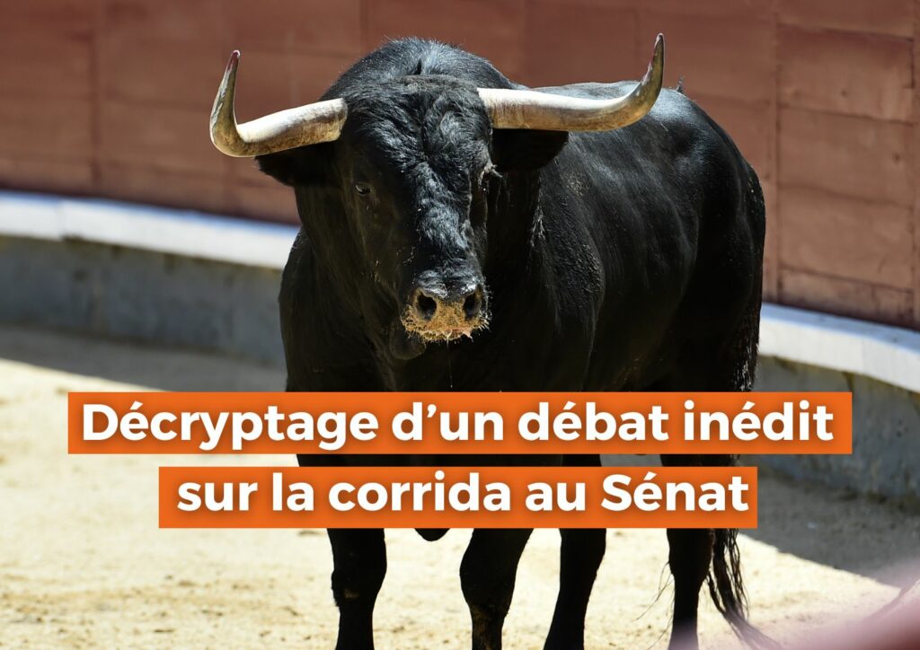 Décryptage d’un débat inédit sur la corrida au Sénat