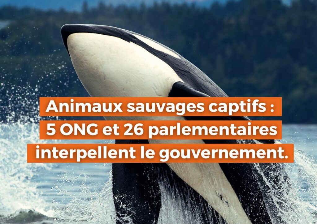 Animaux sauvages captifs : 5 ONG et 26 parlementaires interpellent le gouvernement