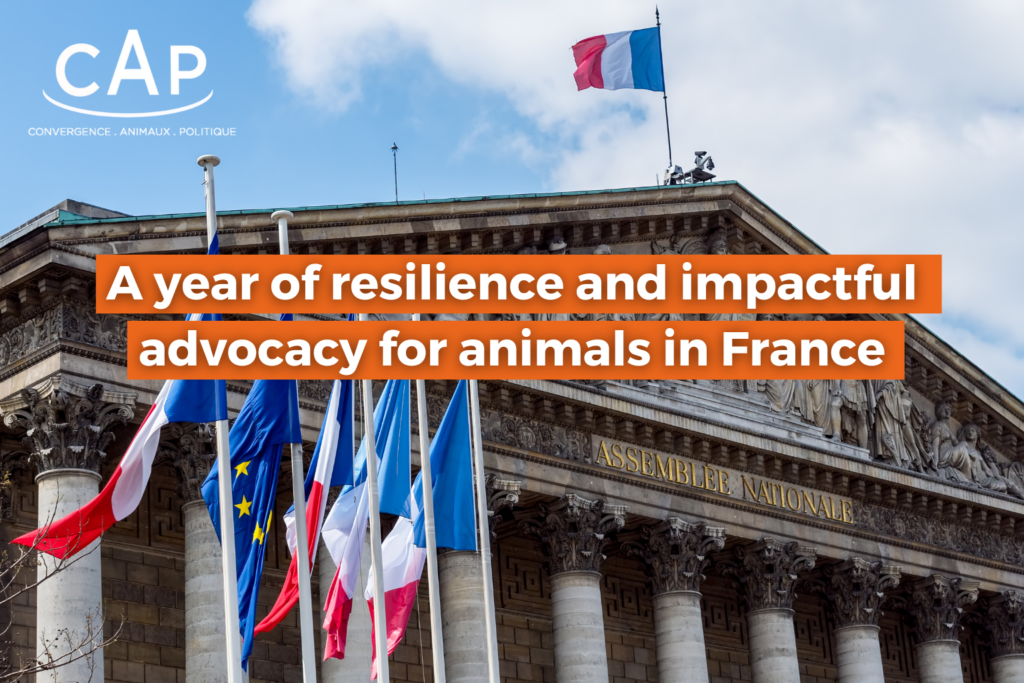 Advancing Animal Welfare in 2024: CAP’s Impact and 2025 Opportunities for Growth