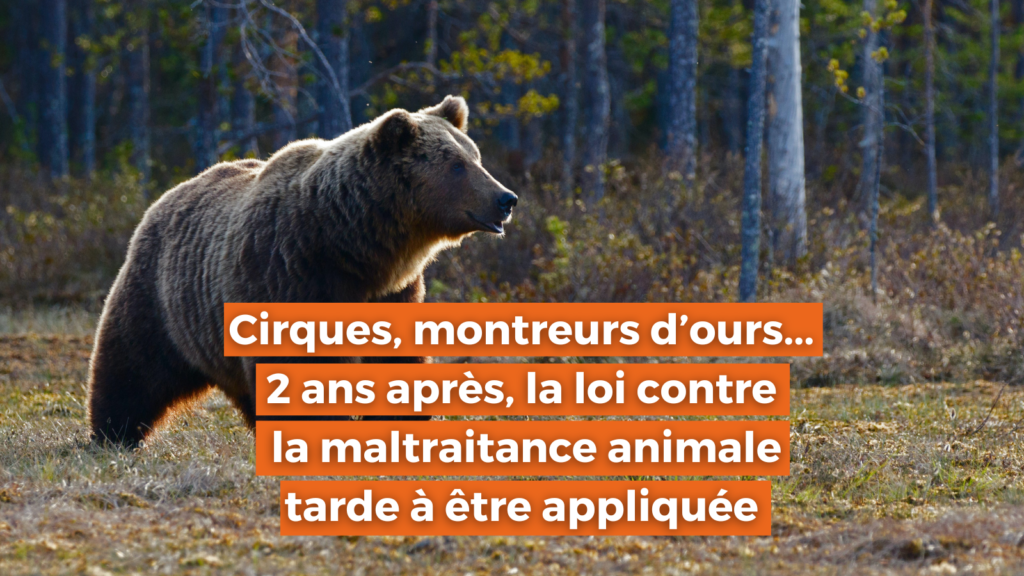 Cirques, montreurs d’ours… 2 ans après, la loi contre la maltraitance animale tarde à être appliquée