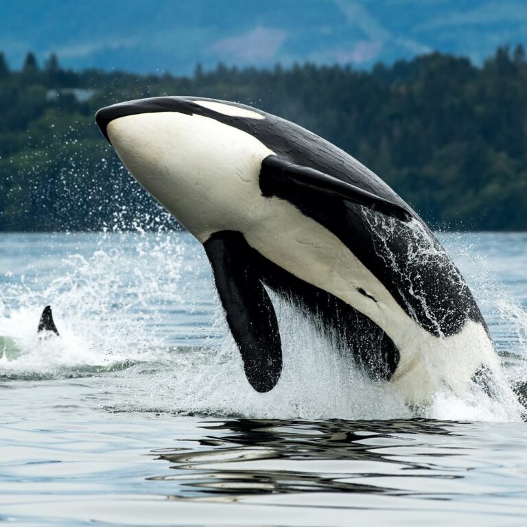 images campagne loi matraitance (4)